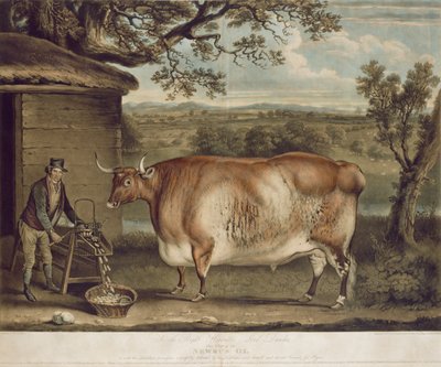 The Newbus Ox, Engraved by W. Ward, 1812 by Thomas Weaver